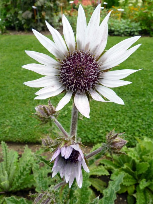 Berkheya purpurea 'Silver Strikes' fleur